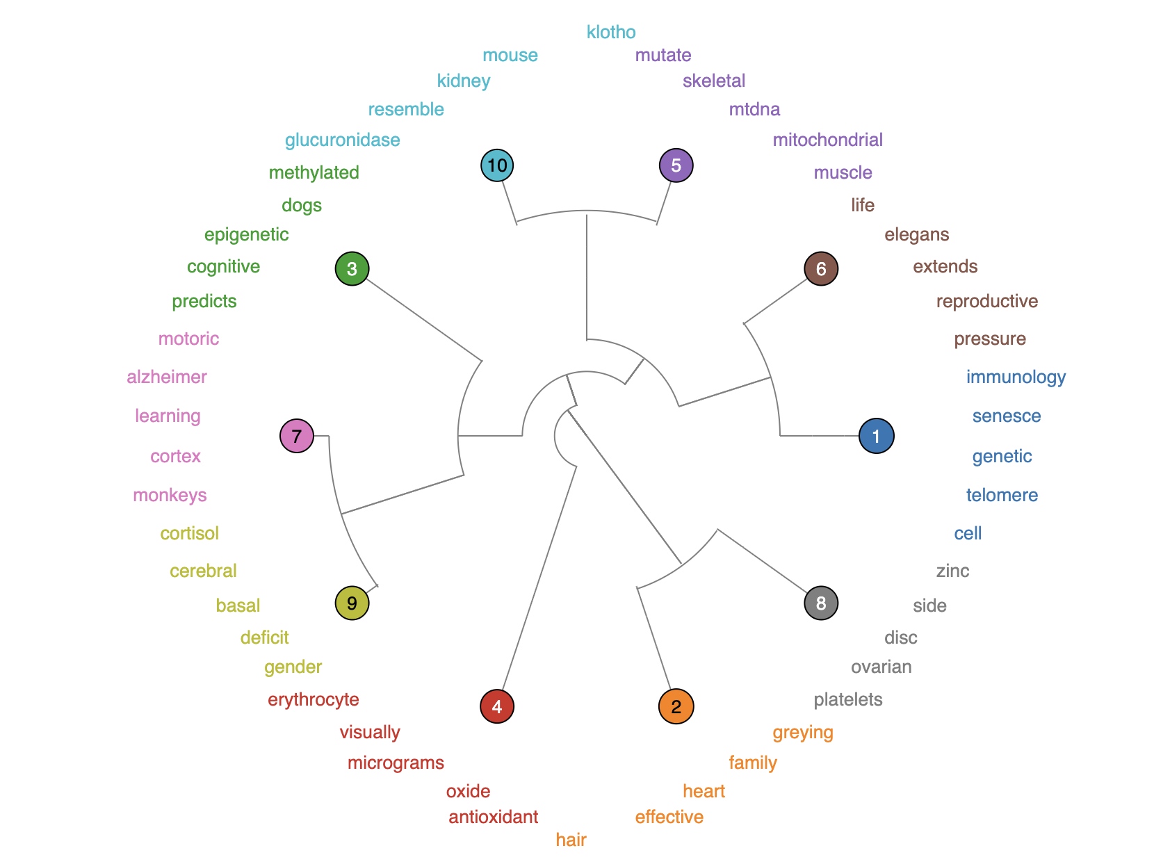 Topics hierarchy dendrogram